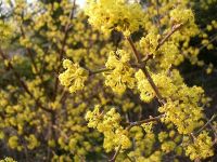 Cornus mas - Kornelkirschen Pflanze-/Baum
