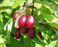 Cornus mas - Kornelkirschen Pflanze-/Baum