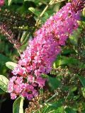 Buddleja davidii Pink Delight - Sommerflieder Pflanze