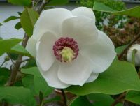 Magnolia sieboldii - Sommermagnolien Pflanze-/Baum