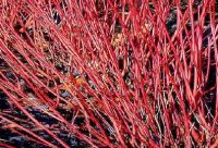 Cornus alba Silbrica - Sibirischer Hartriegel Pflanze