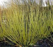 Cornus stolonifera Flaviramea - Gelbholz Hartriegel Pflanze