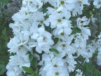 Exochorda macrantha The Bride - Prunkspiere Pflanze