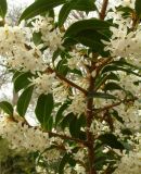 Osmanthus x burkwoodii - Immergr�ne Duftbl�te Pflanze