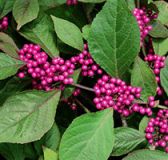 Callicarpa bodinieri Profusion - Liebesperlenstrauch Pflanze