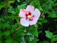 Hibiscus syriacus Hamabo - Garten-/Strauch-Eibisch Pflanze