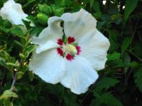 Hibiscus syriacus Red Heart - Garten-/Strauch-Eibisch Pflanze