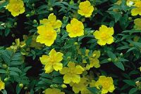 Hypericum calycinum - Johanniskraut Pflanze