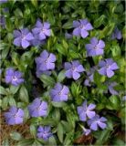Vinca minor - Blaues Immergr�n Pflanze