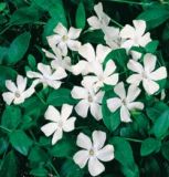 Vinca minor Alba - Weisses Immergr�n Pflanze
