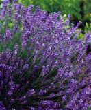 Lavandula angustifolia - Lavendel Pflanze