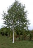 Betula utilis Doorenbos / Jacquemontii - Weissrindiger Birken Baum