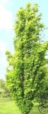 Fagus sylvatica Dawyck Gold - S�ulen-Goldbuchen Baum