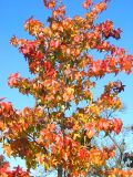 Liquidambar styraciflua - Amerikanischer-Amberbaum