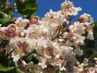 Catalpa bignonioides - Trompetenbaum