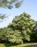 Catalpa bignonioides - Trompetenbaum