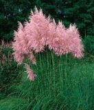 Cortaderia selloana Rosea - Pampasgras Rosa