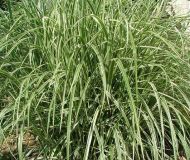 Miscanthus sinensis Variegata - Weissbuntes Chinaschilf