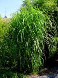 Miscanthus giganteus - Riesen-Chinaschilf