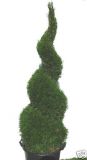 Thuja occidentalis Smaragd - Lebensbaum - Spirale
