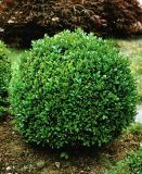 Buxus sempervirens - Buchsbaum-Kugel
