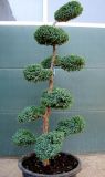 Juniperus squamata Blue Carpet - Wacholder-Bonsai