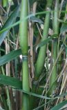 Pseudosasa japonica - Pfeil-Bambus Pflanze