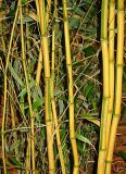 Phyllostachys aureosulcata f. Spectabilis - Zickzack-Bambus Pflanze