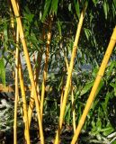 Phyllostachys aureosulcata Aureocaulis - Goldrohr-Bambus Pflanze