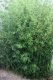 Phyllostachys humilis - Bronze-Bambus Pflanze