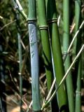 Phyllostachys bissetii - Gr�nrohr-Bambus Pflanze