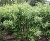 Fargesia murielae Jumbo - Schirm-Bambus Pflanze