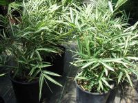 Pleioblastus fortunei Variegata - Buntlaubiger Zwerg-Bambus Pflanze