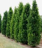 Quercus robur Fastigiata Koster - S�ulen-Eichen Baum