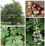 Aesculus hippocastanum - Ro�kastanien Baum