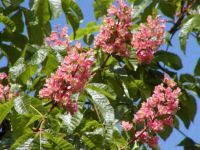 Aesculus carnea Briottii - Scharlach-Kastanien Baum