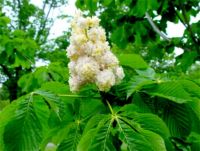 Aesculus hippocastanum Baumannii - Gef�lltbl�hender Kastanien Baum