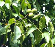 Juglans regia Weinsberg 1 - Walnuss-/Edelnuss Baum