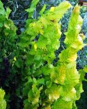 Ulmus carpinifolia Wredei - Gold-Ulmen Baum