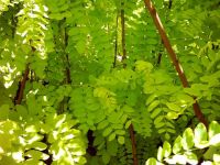 Robinia pseudoacacia Frisia - Goldakazien Baum