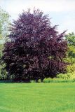 Fagus sylvatica Purpurea - Blutbuche Hecke-/Pflanze-/Baum