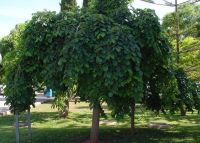 Ulmus glabra Camperdownii - H�nge-Trauerulmen Baum