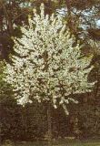 Prunus avium - Vogelkirschen Baum
