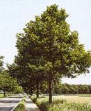 Quercus robur - Stiel-Eiche Baum