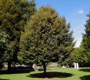 Tilia cordata - Winter-Linden Baum