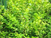 Ligustrum ovalifolium Aureum - Gold-Liguster Hecke-/Pflanze-/Baum