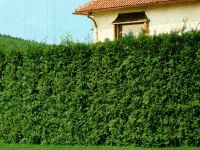 Thuja occidentalis Brabant - Lebensbaum Hecke-/Pflanze