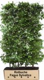 Fagus sylvatica - Rotbuche Hecke-/Pflanze-/Baum