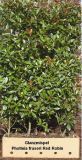 Photinia fraseri Red Robin - Glanzmispel Hecke-/Pflanze-/Baum