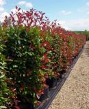 Photinia fraseri Red Robin - Glanzmispel Hecke-/Pflanze-/Baum